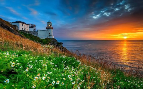 Сердечко из ромашек