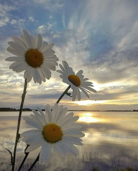 Цветы тундра Певек