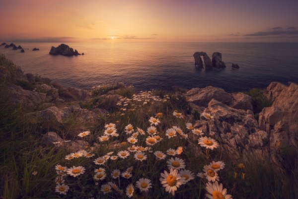 Ромашки озеро