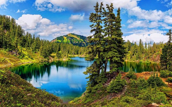 Река в лесу