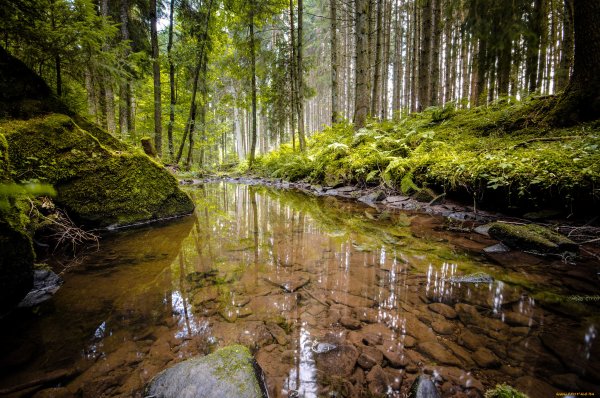 8к лес и река