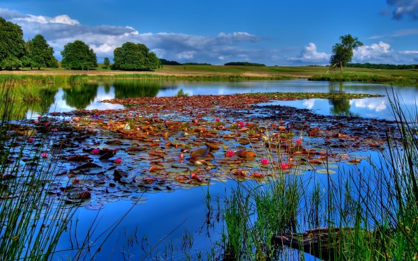 Вода в пруду