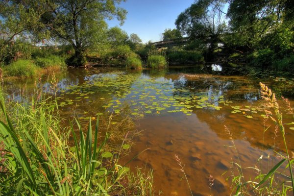 Лесная опушка болотце