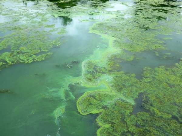 Тина Болотная