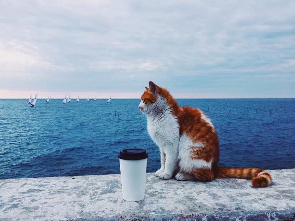 Доброе утро море кот