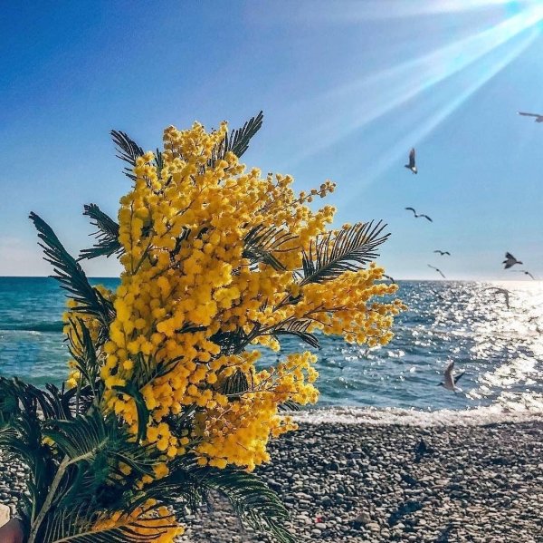 Мимоза море Абхазия