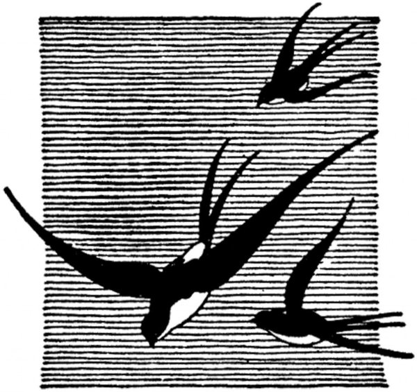 Гнездо ласточки в скале