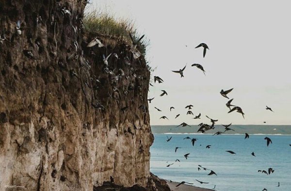 Ласточка с конвертом в клюве символ блокадного Ленинграда