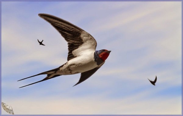 Весенние ласточки