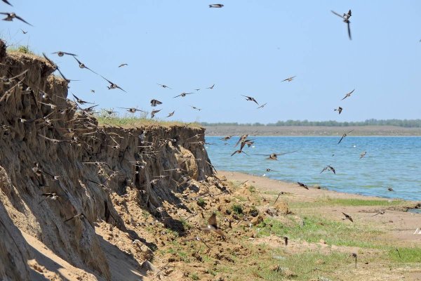 Ласточка летит