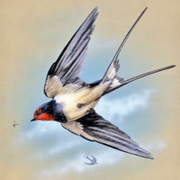 Птицы в голубом небе