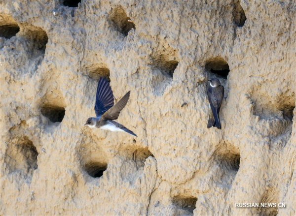 Ласточки силуэт эскиз