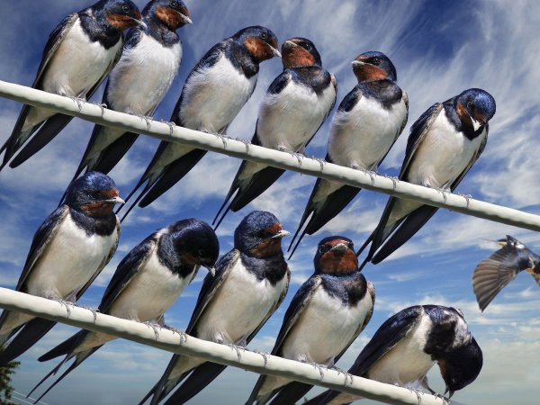 Ласточки в небе акварель