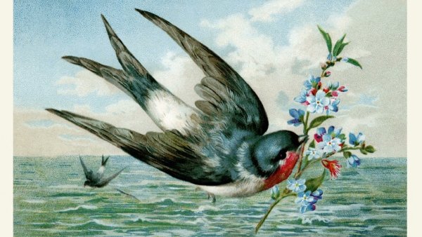 Ласточки осенью