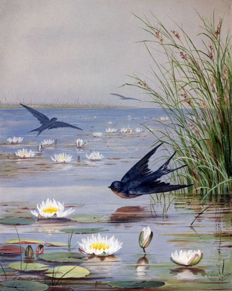 Ласточки чирикают