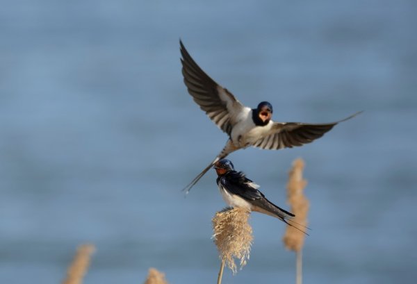 Пара ласточек