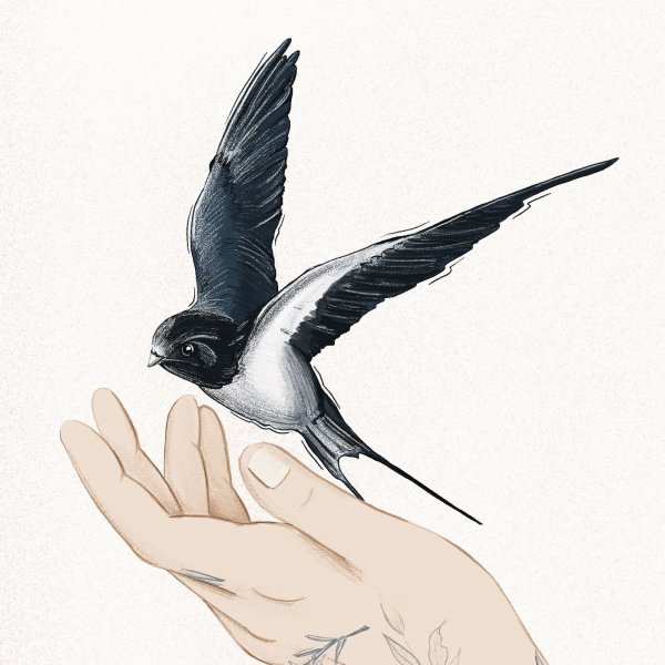 Альбатрос Азовское море