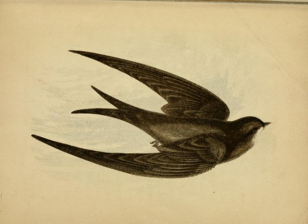 Ласточки мультяшные