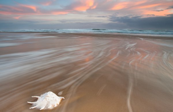 Море ракушки