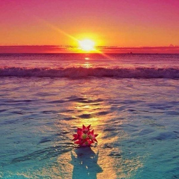 Море цветы рассвет