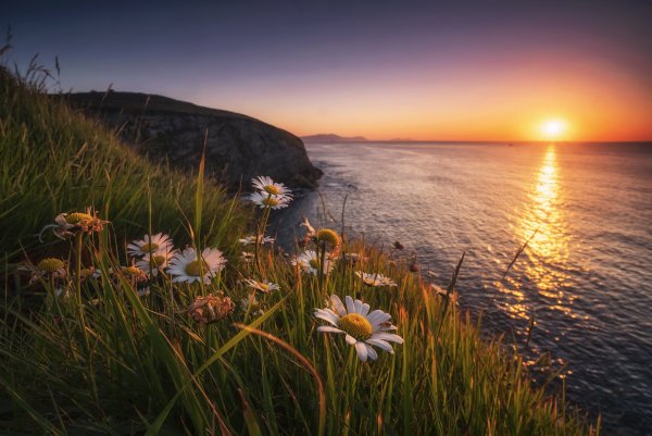 Ромашки на закате