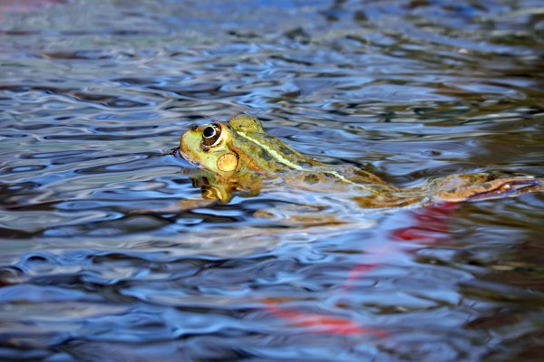 Жаба выглядывает из воды