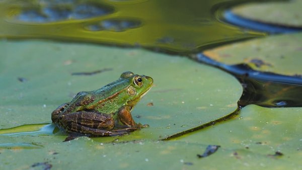 Лягушка квакша водная