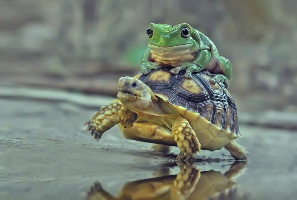 Смешная жаба