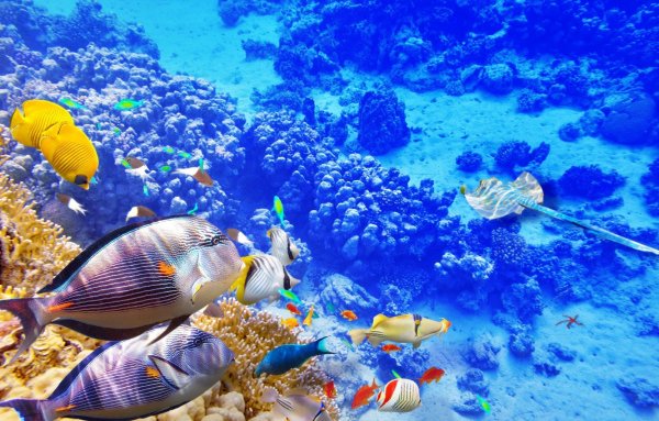 Рыбы в океане