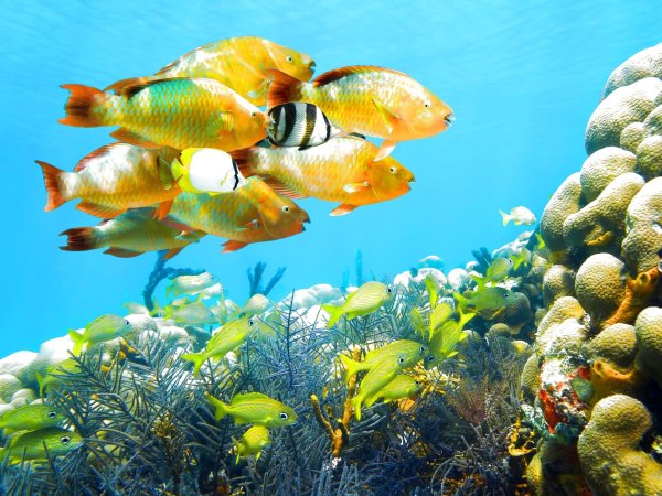 Подводный мир