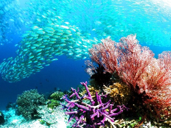 Рыбки в океане