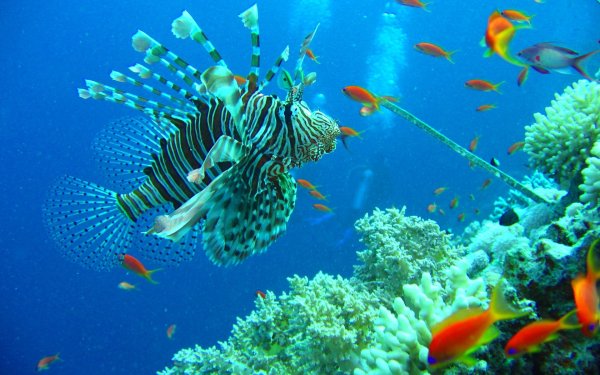 Ravensburger пазл "на глубине моря"