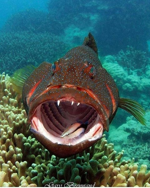 Водные обитатели