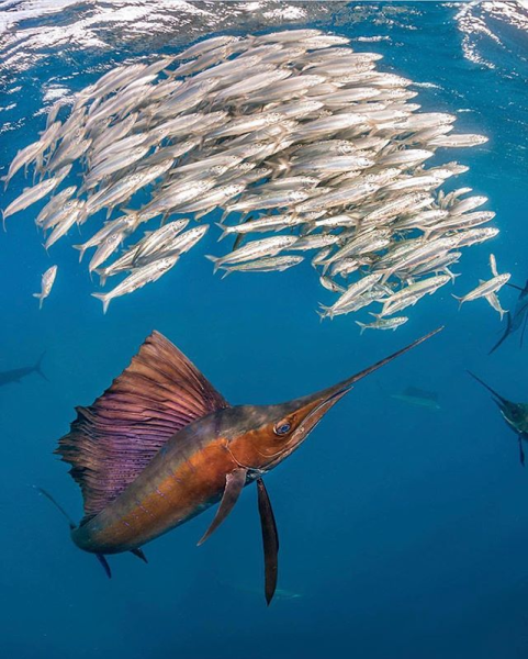 Сельдь Баренцева моря