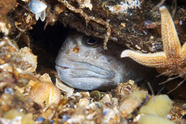 Морские животные белого моря