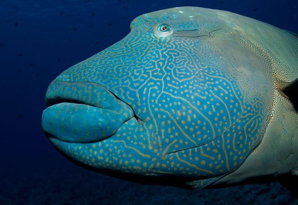 Humphead Wrasse