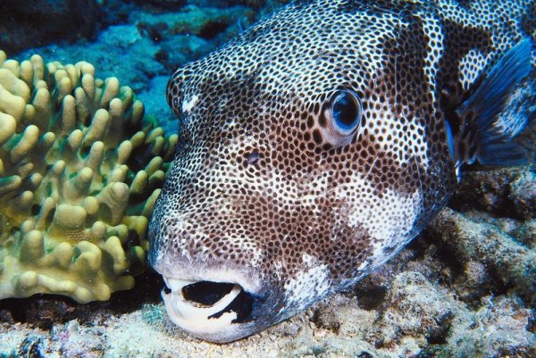 Морские рыбы