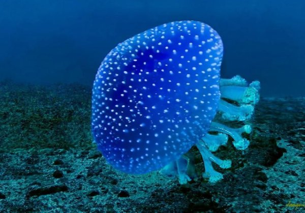 Удивительные обитатели мирового океана