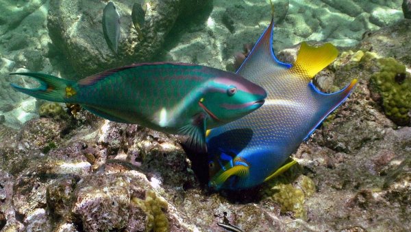 Карибская центрина