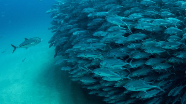 Стаи рыб в океане