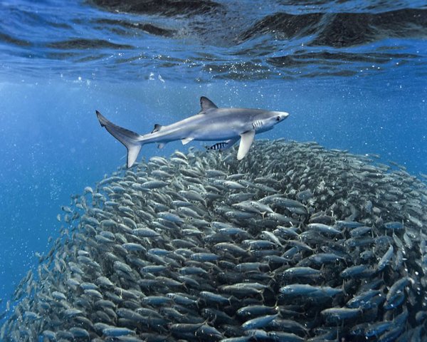 Акулы Атлантического океана