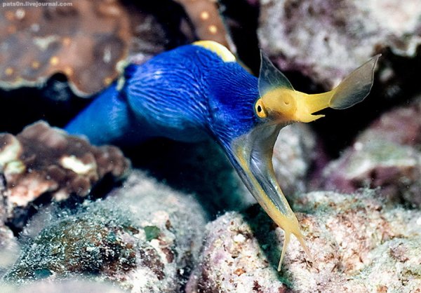 Пол Никлен морской леопард