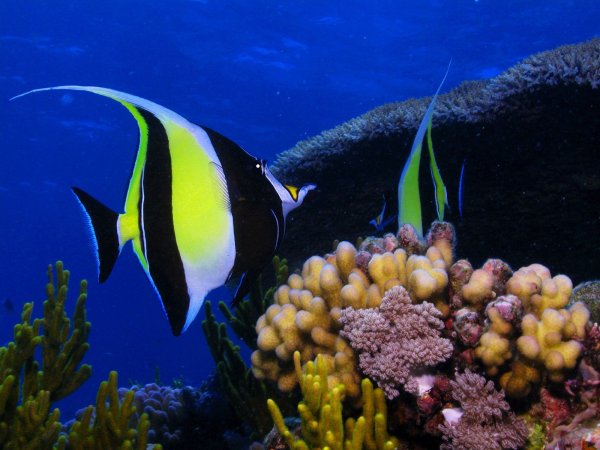 Подводные обитатели озера Байкал