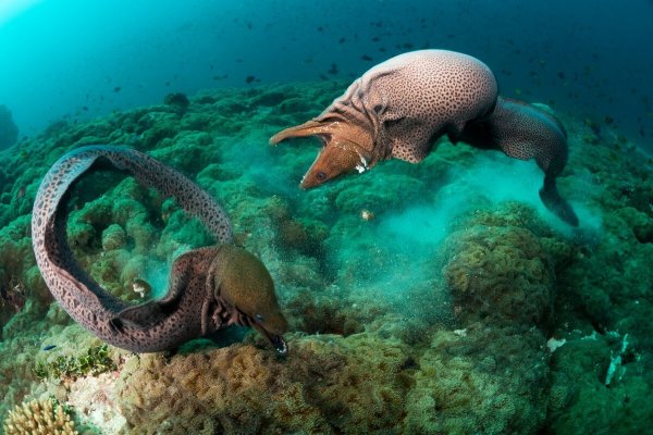 Летучая каракатица