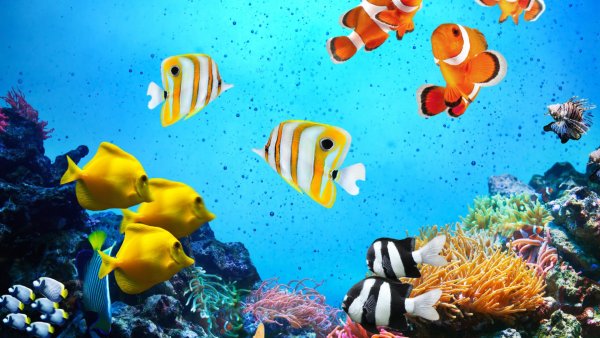 Коралловый риф Бора Бора