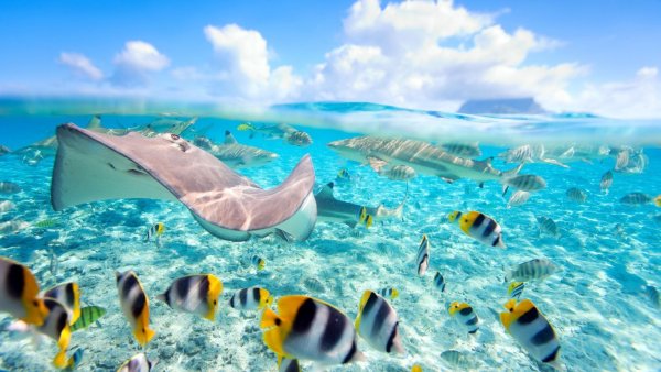 Подводный мир красного моря