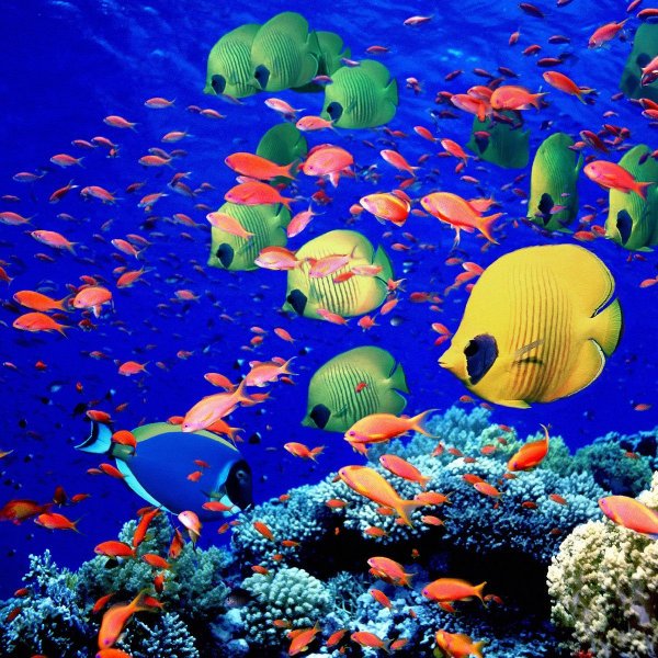 Рыбы под водой