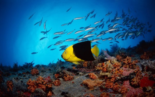 Рыбки в море