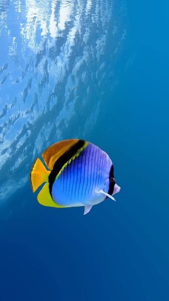 Рыбки в Красном море Египет