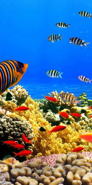 Подводный мир